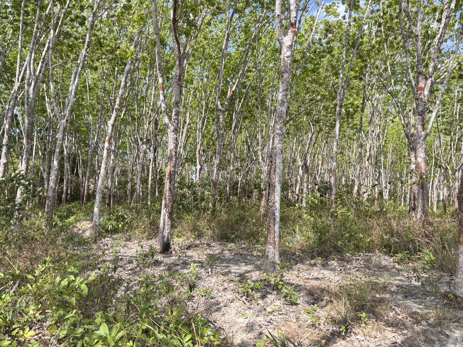 title - ส.ป.ก.สตูล ลงพื้นที่ตรวจสอบแปลงที่ดินที่ประกาศขายที่ดินตามโครงการจัดซื้อที่ดินเอกชนเพื่อนำมาดำเนินการปฏิรูปที่ดินเพื่อเกษตรกรรม ประจำปีงบประมาณ พ.ศ.2569